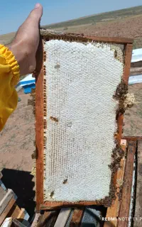 عسل طبیعی