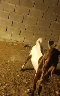 کهره
