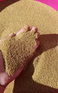 بذر یونجه پهن برگ