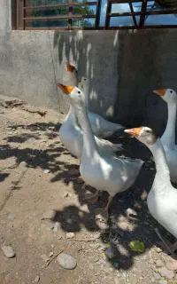 غاز