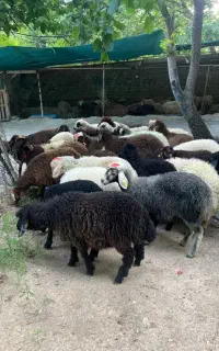 اگر گوسفند زنده نر با قیمت ارزان میخوایی بزنگ