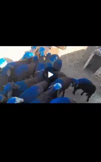 تعداد ۴۰ راس بره نر افشار جنس درجه ۱
