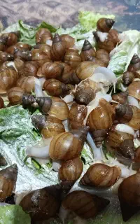 حلزون پرورشی آچاتینا
