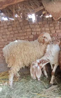 یک بره نر