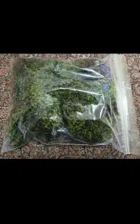 خاک ، خزه جنگلی، مکمل، بستر حلزون