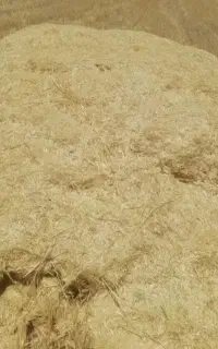 کاه گندوم دیم وابی