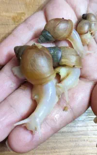 بچه حلزون