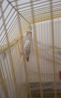 فروش عروس هلندی