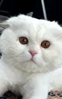 گربه اسکاتیش فولد