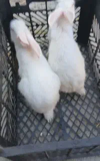 2 عدد بچه خرگوش