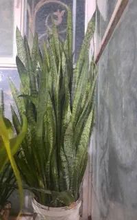 گل وگیاه