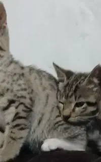واگزاری دو عدد گربه دی اس اچ