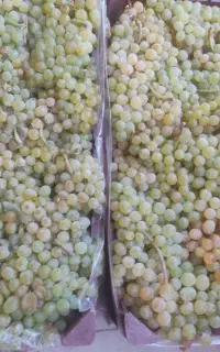 انگور مشگین فقط ۸۰تومن پنج جعبه موجوده