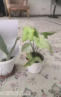 گل طبیعی