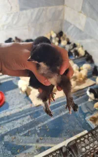 پخش جوجه برهما/سلطان/لهستانی در سنین و رنگ متنوع