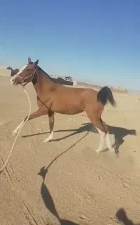 اسب مادیان