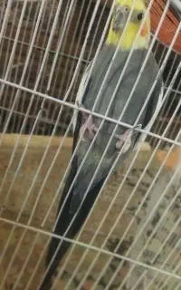 عروس هلندی سخنگو نر