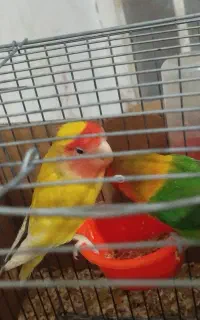 عروس هلندی نر کوتوله برزیلی مولدبه شرط تخم وجوجه