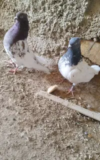 کبوتر کله ای بازی کن