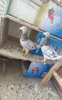 یک جفت هفترنگ خطی