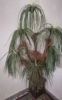 درختچه نخل