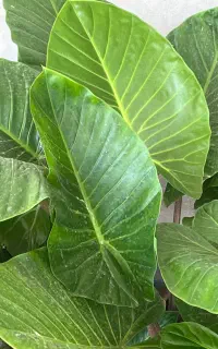 گل ‌و گیاه