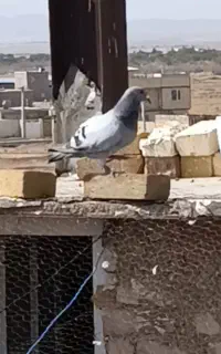 کبوتر (باخت کرده)