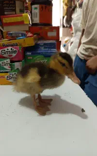 جوجه اردک