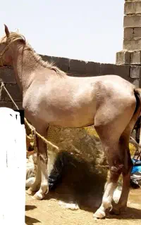 کره مادیان