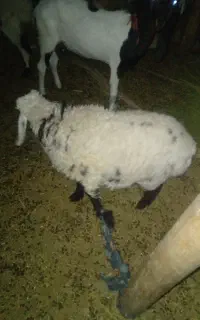 بره ماده