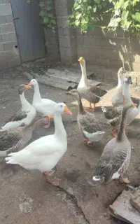 فروش غاز و قو غاز به همراه یک ارد کاکلی نر زیبا