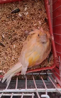 قناری ماده