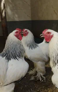 خروس برهما