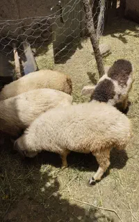 گوسفند قربانی