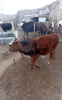 گوساله نر