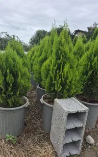 کامیس سطل12 -10درجه یک