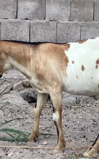 تعدادی کهره چاق