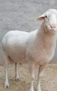 استخدام کارگر افغانی متاهل در دامداری