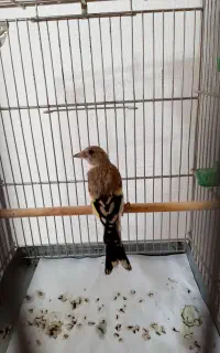 سهره قواره دار رنگ روشن