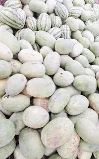 هندوانه تازه چین