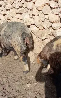 گوسفند