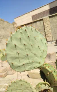 کاکتوس