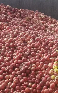 سرکه سیب صدرصد طبیعی ازباغات خلخال