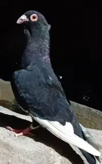 اکانت کالاف
