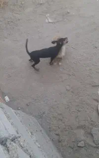 سگ پا کوتاه