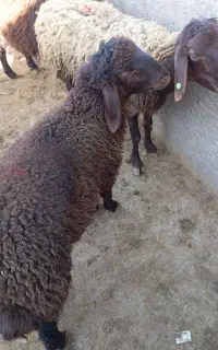 میش