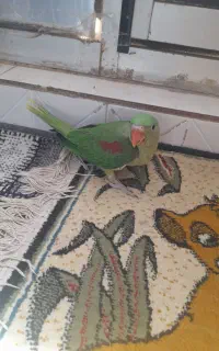 جوجه شاه طوطی