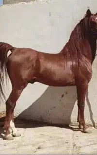 پانسیون و نگهداری از اسب