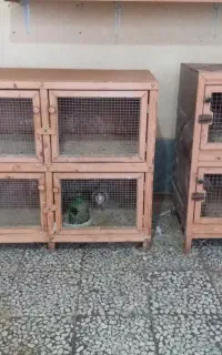 جفتگاه