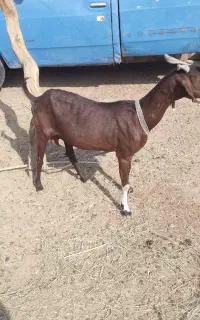 بز مری